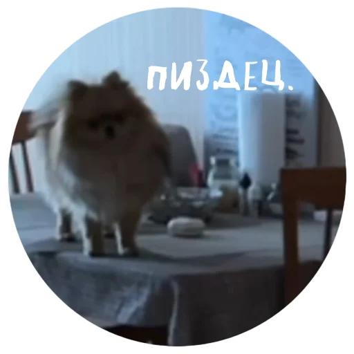 🤩 Стикер «БОНЯ» для Telegram