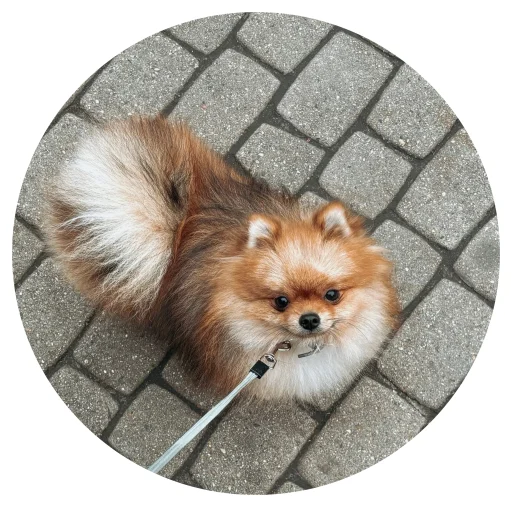 🤩 Стикер «БОНЯ» для Telegram