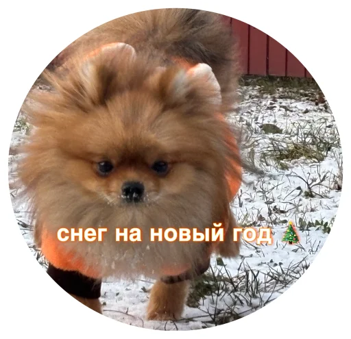 🤩 Стикер «БОНЯ» для Telegram