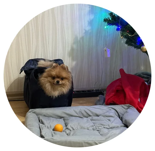 🤩 Стикер «БОНЯ» для Telegram