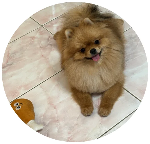 🤩 Стикер «БОНЯ» для Telegram