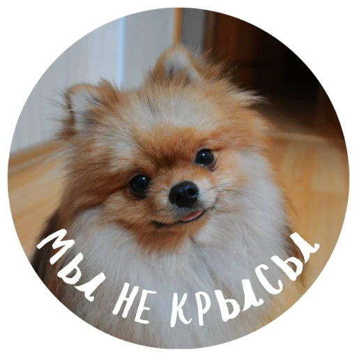 🤩 Стикер «БОНЯ» для Telegram