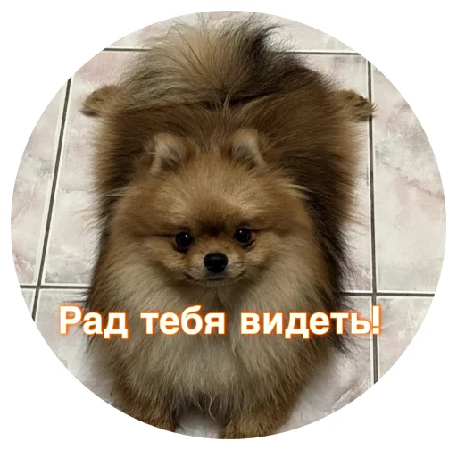 🤩 Стикер «БОНЯ» для Telegram