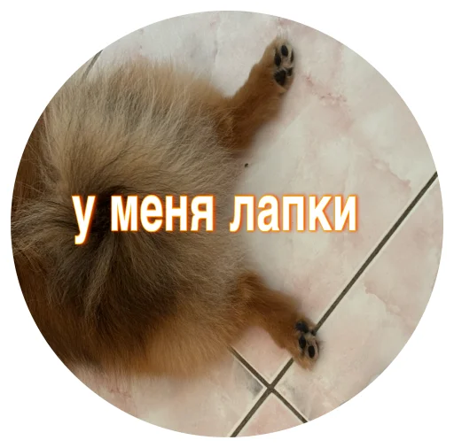 🤩 Стикер «БОНЯ» для Telegram