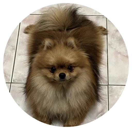 🤩 Стикер «БОНЯ» для Telegram