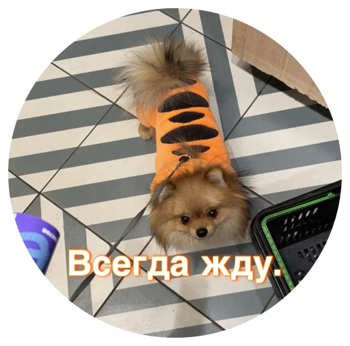 🤩 Стикер «БОНЯ» для Telegram