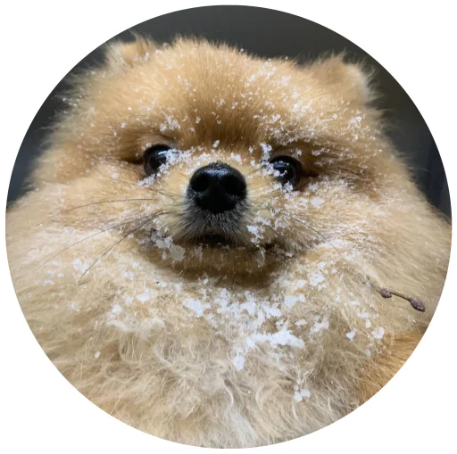 🤩 Стикер «БОНЯ» для Telegram