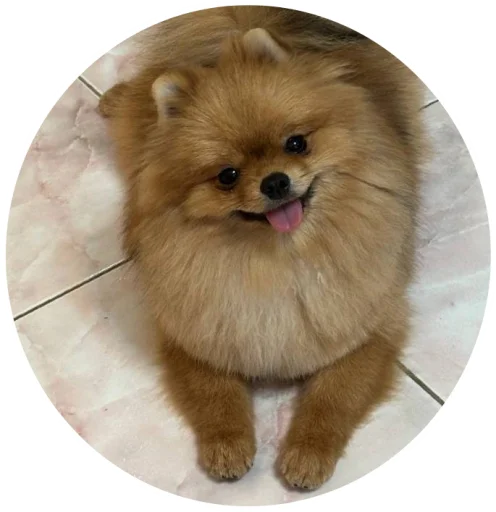 🤩 Стикер «БОНЯ» для Telegram