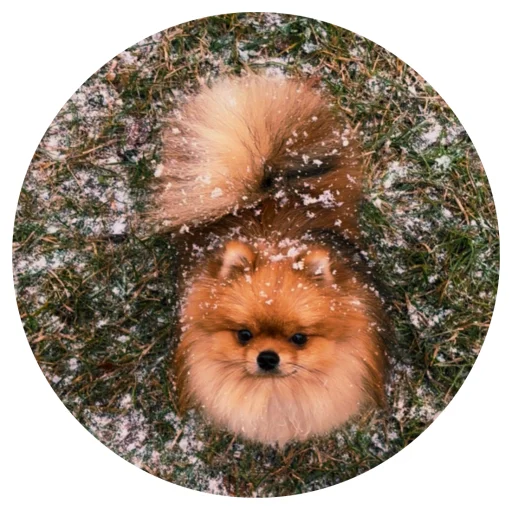 🤩 Стикер «БОНЯ» для Telegram
