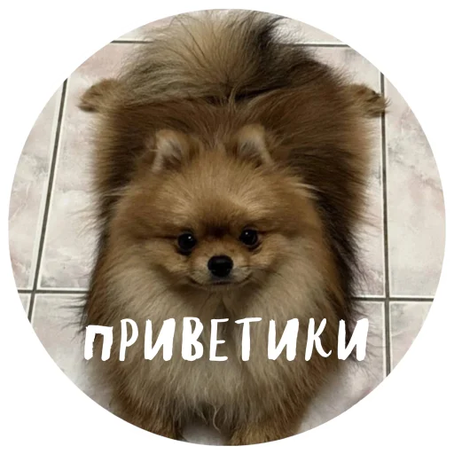 Стикерпак БОНЯ для Telegram — скачать