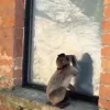 Стикер 52 Манки Пон