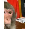 Стикер 13 Манки Пон