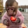 Стикер 31 Манки Пон