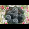 🤩 Эмодзи «» для Telegram