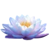 Стикер 56 Lotus - лотосы
