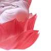 Стикер 61 Lotus - лотосы