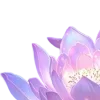 Стикер 24 Lotus - лотосы