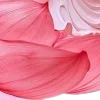 Стикер 17 Lotus - лотосы