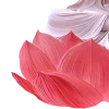 Стикер 60 Lotus - лотосы