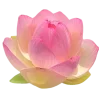 Стикер 41 Lotus - лотосы