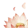 Стикер 39 Lotus - лотосы