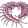 Стикер 7 𝒔𝒄𝒐𝒍𝒐𝒑𝒆𝒏𝒅𝒓𝒂