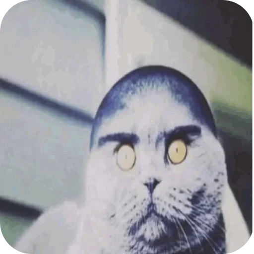 🐦 Стикер «Великий пак» для Telegram