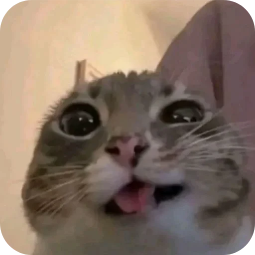 🐱 Стикер «Великий пак» для Telegram