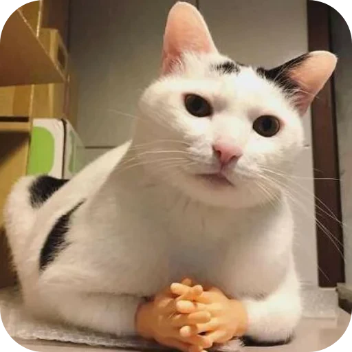 🐱 Стикер «Великий пак» для Telegram