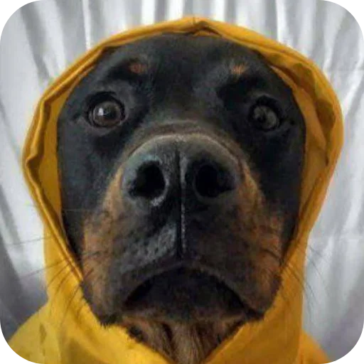 🐶 Стикер «Великий пак» для Telegram