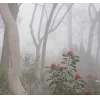 Стикер 48 foggy