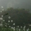 Стикер 15 foggy