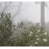 Стикер 46 foggy