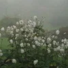 Стикер 14 foggy