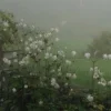 Стикер 13 foggy