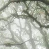 Стикер 19 foggy