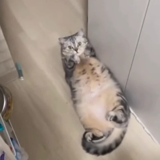 🐈‍⬛️ Стикер «Котаны» для Telegram