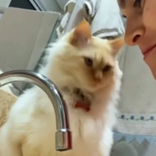 🐈 Стикер «Котаны» для Telegram