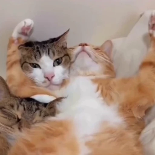 🐈 Стикер «Котаны» для Telegram