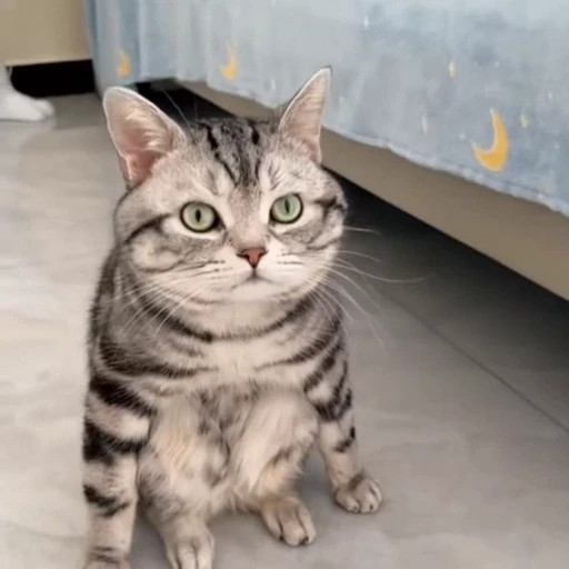 🐈‍⬛️ Стикер «Котаны» для Telegram