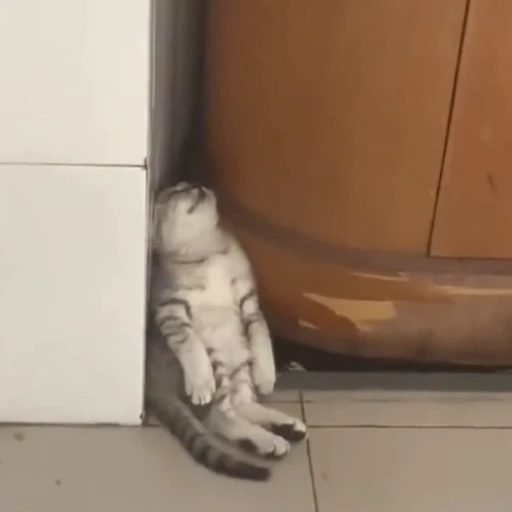 🐈 Стикер «Котаны» для Telegram