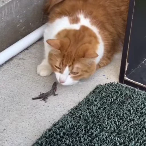 🐈‍⬛️ Стикер «Котаны» для Telegram