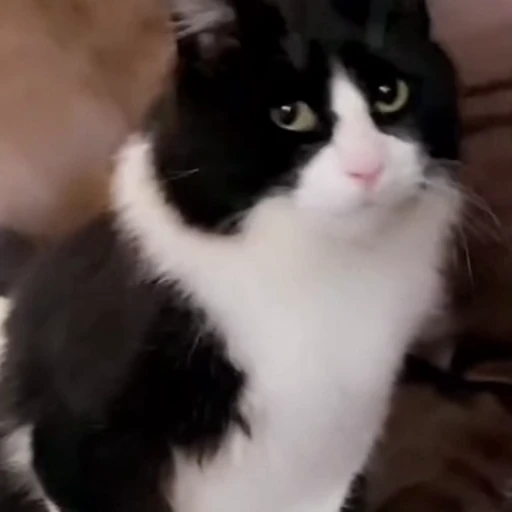 🐈 Стикер «Котаны» для Telegram