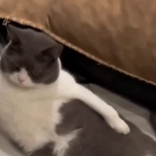 🐈‍⬛️ Стикер «Котаны» для Telegram