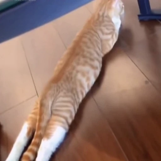 🐈 Стикер «Котаны» для Telegram