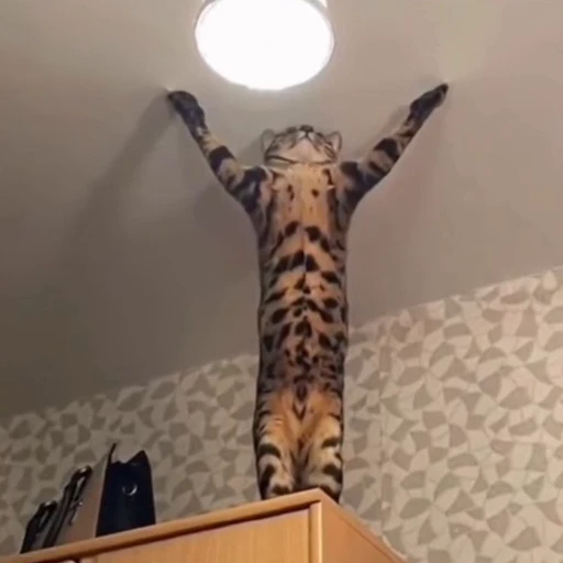 🐈 Стикер «Котаны» для Telegram