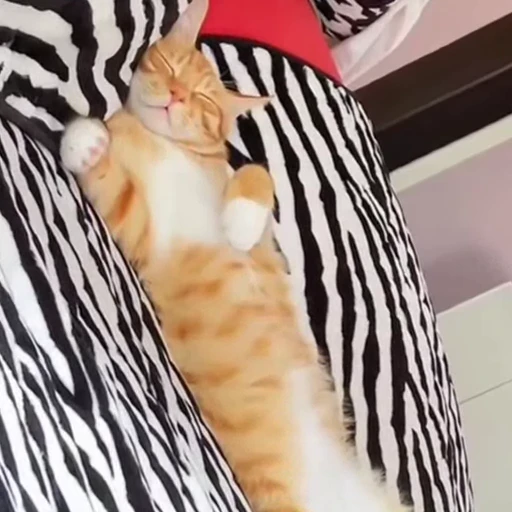 🐈‍⬛️ Стикер «Котаны» для Telegram