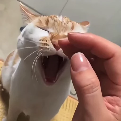 🐈 Стикер «Котаны» для Telegram