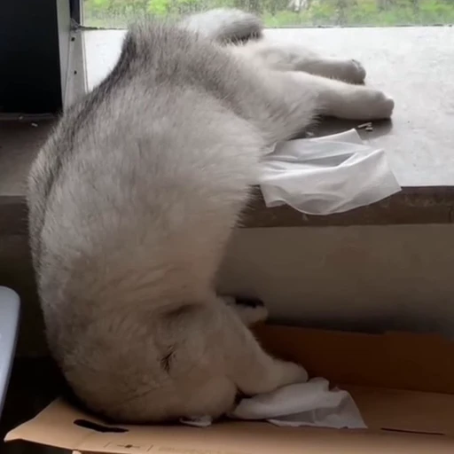 🐈‍⬛️ Стикер «Котаны» для Telegram