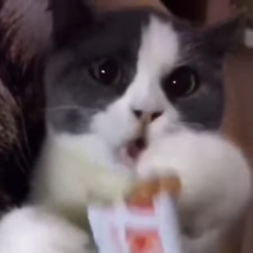 🐈 Стикер «Котаны» для Telegram